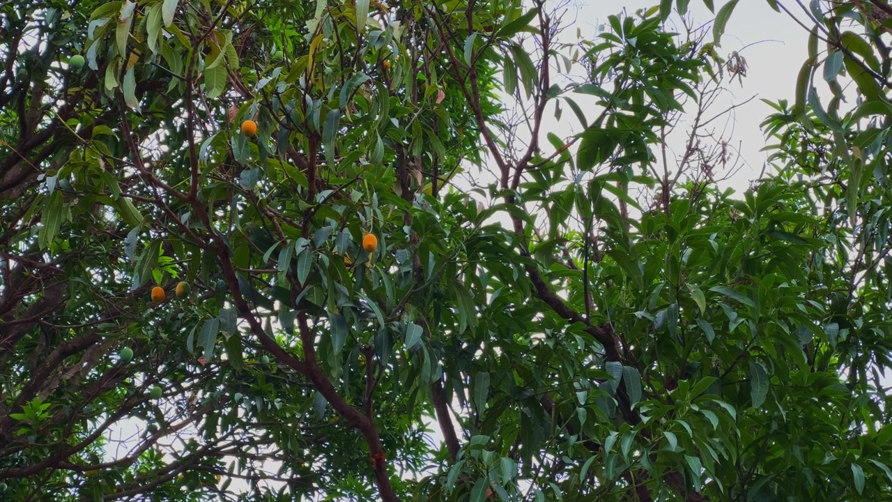 Ampia inquadratura di un albero di mango che mostra frutti gialli in maturazione sparsi tra il denso fogliame verde, catturando un sano frutteto tropicale alla luce naturale del giorno
