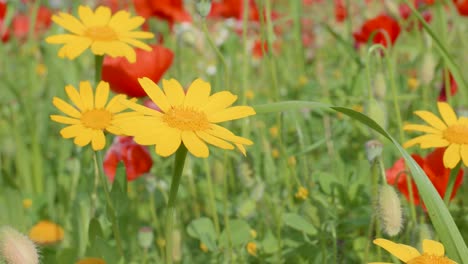 Schönes-Gelbes-Huisache-Gänseblümchen-Auf-Der-Wiese,-Frühling