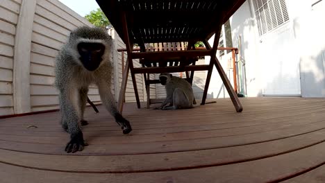 slow motion video of two vervet monkeys one under a table and the other looking into the camera