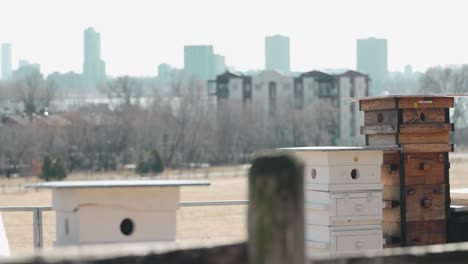 Multiple-beekeeping-Langstroth-hives-close-up-with-apartment-building-and-the-City-of-Ottawa-cityscape-in-the-background-filmed-from-Moore-Farm-in-Gatineau,-Quebec