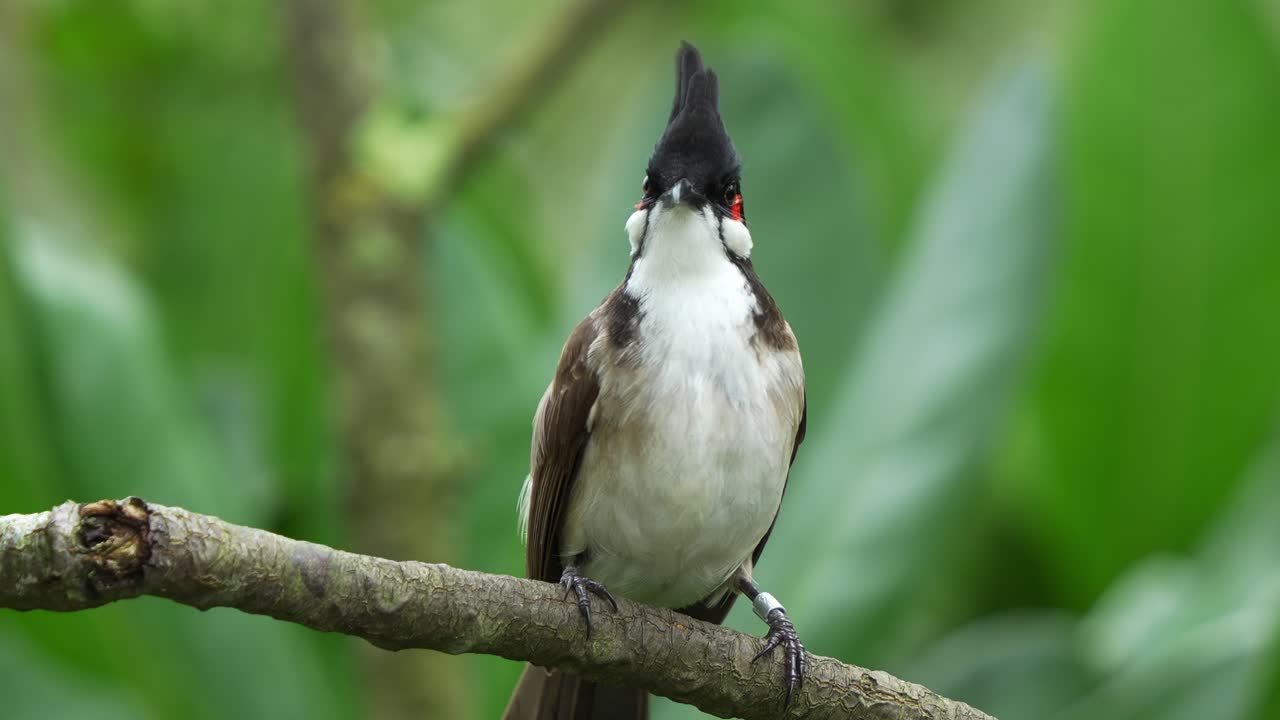 bonito bulbul de bigotes rojos, pycnonotus jocosus posado en la rama del árbol, preguntándose por su entorno, tiro de cerca