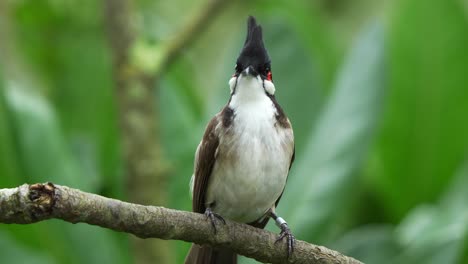 Niedlicher-Rotbartiger-Bulbul,-Pycnonotus-Jocosus,-Der-Auf-Dem-Ast-Sitzt-Und-Sich-In-Seiner-Umgebung-Umschaut,-Nahaufnahme