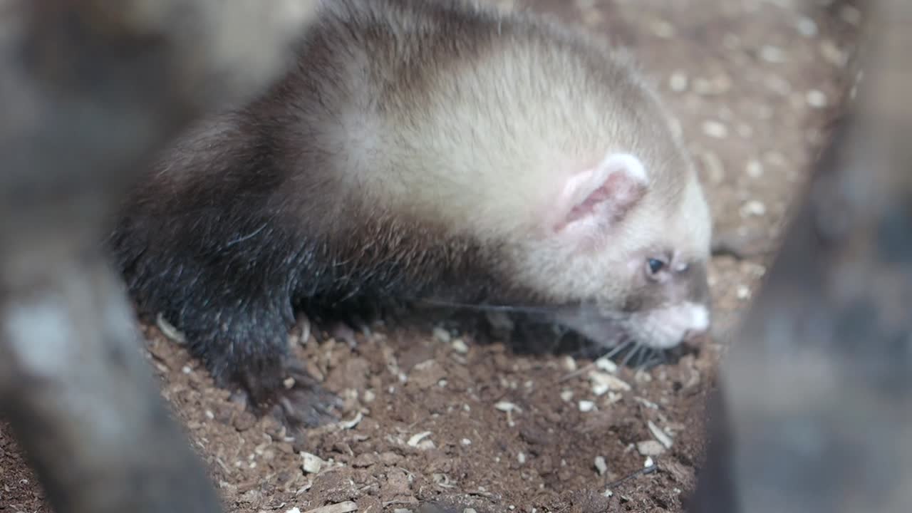 A ferret on the ground