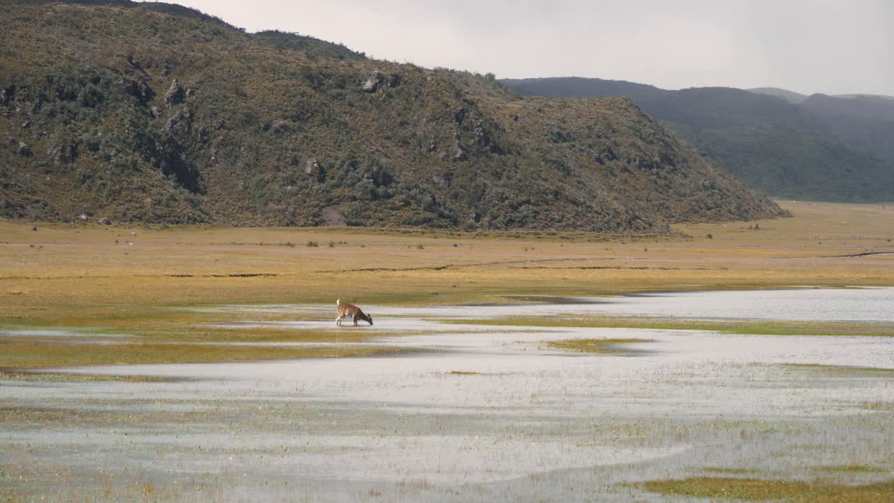 Deer drinks water from floodplain river in cotopaxi national park ecuador then runs across
