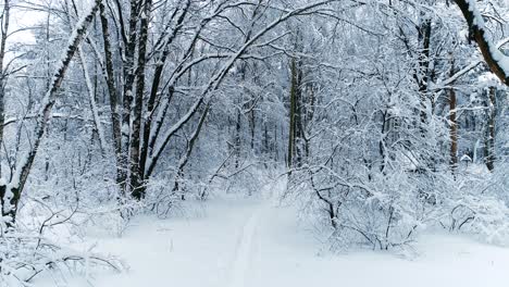 Snowy-branches-in-forest.-Winter-fairy-background