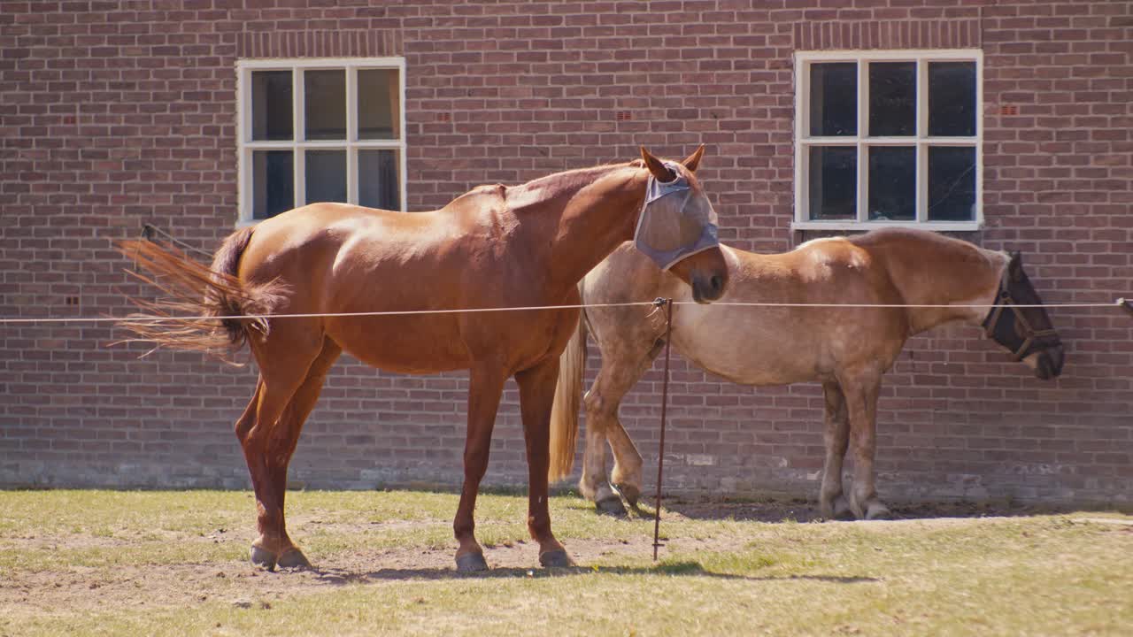 Digital film look portrait of two 2 a couple of standing horses animal livestock with sunlight on daytime