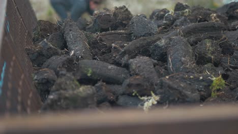 Throwing-turf-onto-trailer-in-bog-Ireland