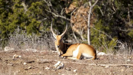 Rote-Lechwe-Antilope,-Die-Unter-Der-Sonne-Liegt-Und-Sich-Aalt