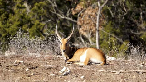 red lechwe antelope lying and basking under the sun