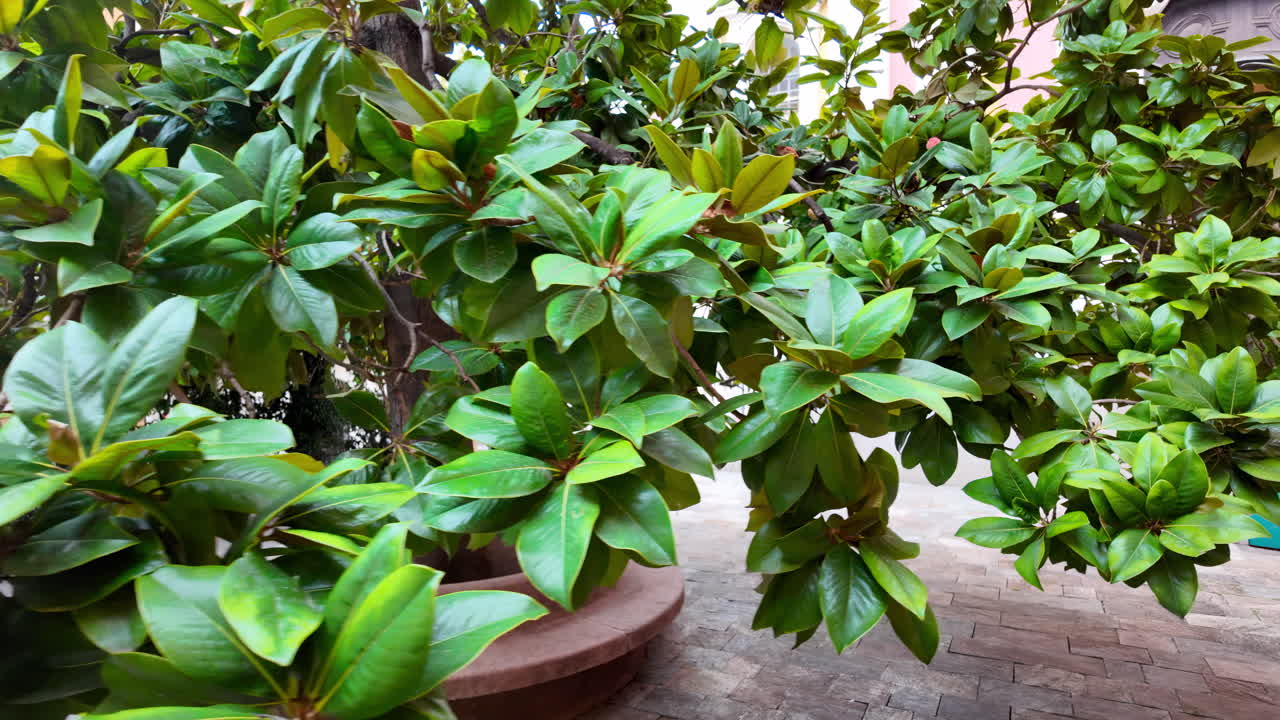 Villefranche-sur-Mer, France - July 18, 2025: View of a green magnolia tree on the streets of the city lined with colourful buildings