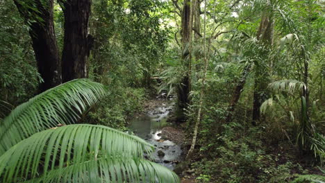 Drone-rising-in-green-lush-rainforest-with-small-stream