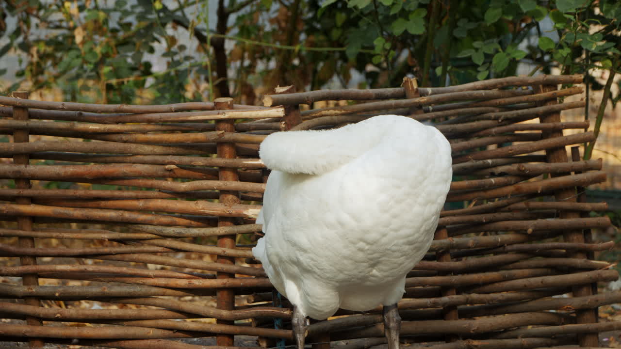 White Swan by a Wicker Fence