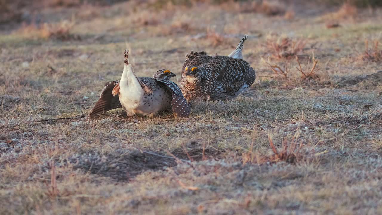 el macho de la gallina de cola afilada pisotea las patas rápidamente en una divertida danza de apareamiento.