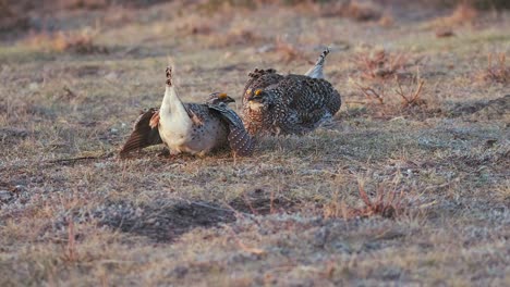 male sharp-tailed grouse stomp feet quickly in amusing mating dance