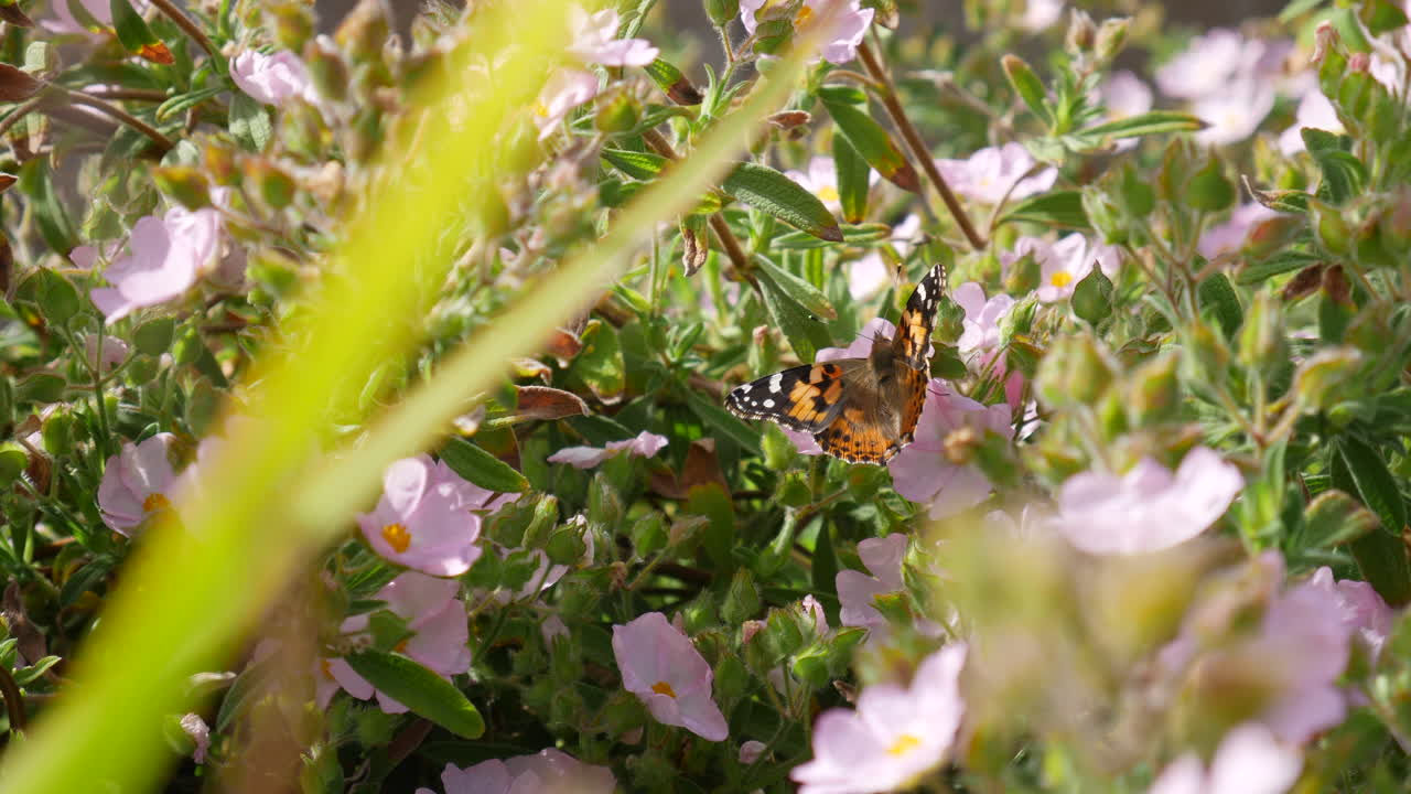 una mariposa pintada alimentándose de néctar y recogiendo polen en bonitas flores rosas durante una flor de primavera de california