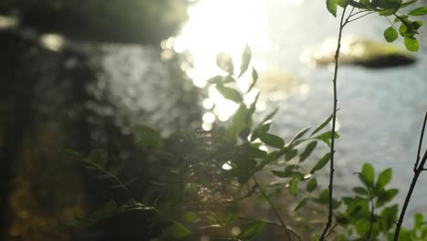 Branch-of-Green-leaves-waving-with-blurred-river-and-sunlight-reflections-in-Background,-Close-up