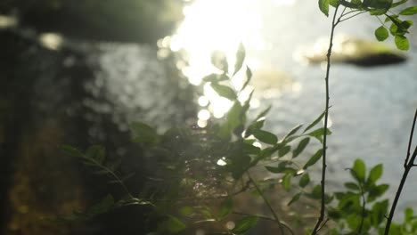 rama de hojas verdes ondeando con reflejos borrosos del río y la luz del sol en el fondo, primer plano