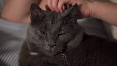 woman petting a cat on the bed in the evening in a dark room, female hand and head of an adult gray cat close-up