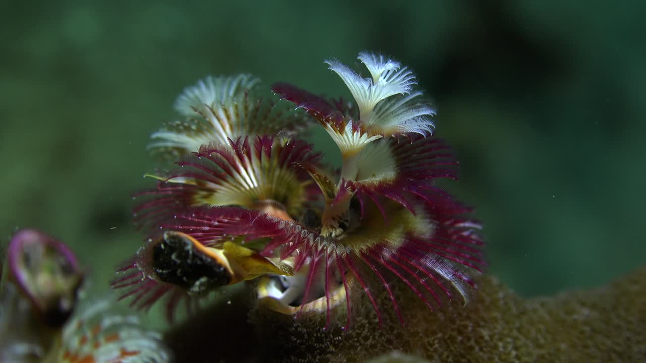 gusano de árbol de navidad colorido cerca de arrecifes de coral tropicales