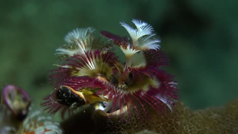 Colorful-Christmas-Tree-Worm-close-up-on-tropical-coral-reef