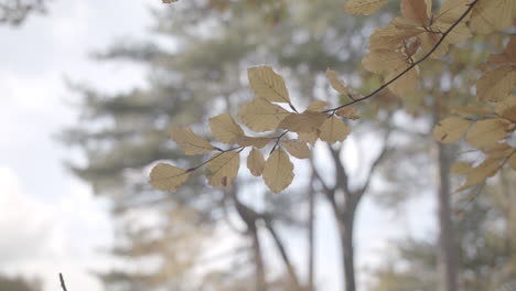 Goldener-Herbst---Herbstblätter-Wiegen-Sich-Im-Siegen,-In-Zeitlupe---Unbenotet