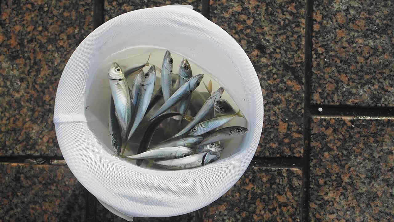 Small Fish in a Fishing Net