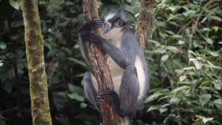 Langur di Thomas selvatico e vigile seduto su un albero a Bukit Lawang, Sumatra Settentrionale, Indonesia.