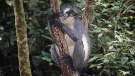 Wild-observant-Thomas's-Langur-sitting-in-tree-in-Bukit-Lawang,-Northern-Sumatra,-Indonesia