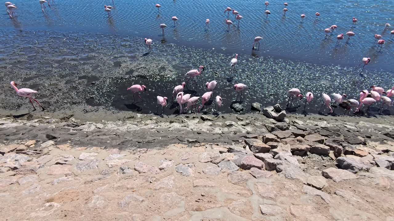 Flock of Flamingos in Natural Habitat