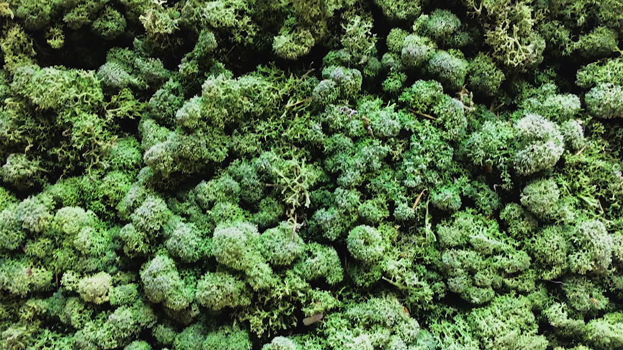 An aerial view of tropical forest treetops.