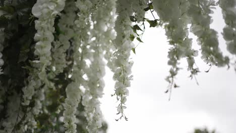 Weiße-Kaskadenblumen-Vor-Einem-Sanften-Grauen-Himmel