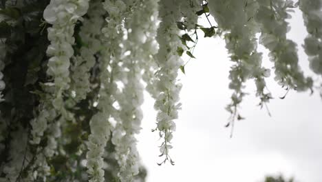 white cascading flowers against a soft gray sky