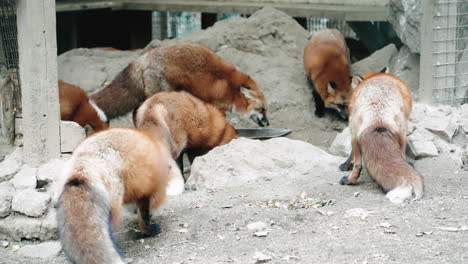 Gruppe-Von-Füchsen,-Die-Im-Zao-Fuchsdorf,-Miyagi,-Japan-Essen---Totale