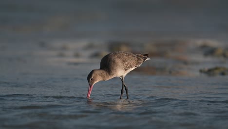 Godwit-digging-for-food-in-the-shallow-muddy-marsh-land-at-low-tide---Bahrain