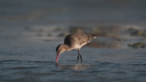 godwit digging for food in the shallow muddy marsh land at low tide - bahrain