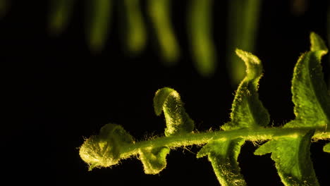 fern unfurl closeup, macro.  vertical