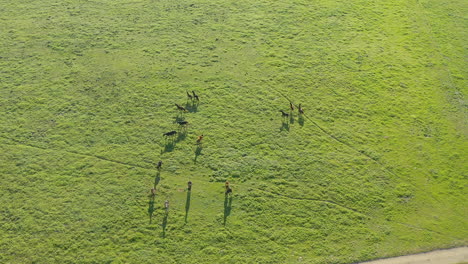 4K-Drohnenaufnahmen-Von-Pferden-Auf-Einer-Grünen-Wiese