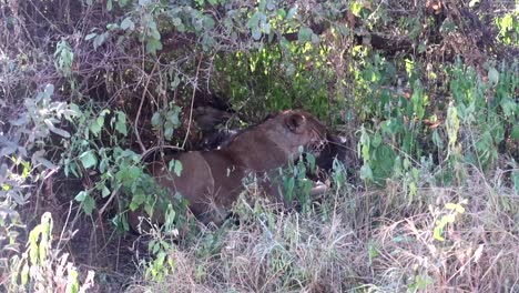 Nahaufnahme-Einer-Löwin,-Die-Sich-Nach-Der-Jagd-Ausruht,-Während-Ihr-Würfel-Eine-Beute-Frisst