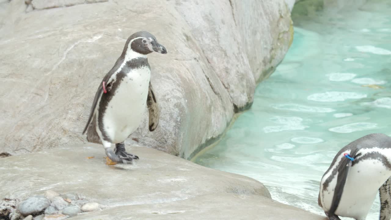 clip en cámara lenta de pingüinos en un zoológico caminando sobre rocas