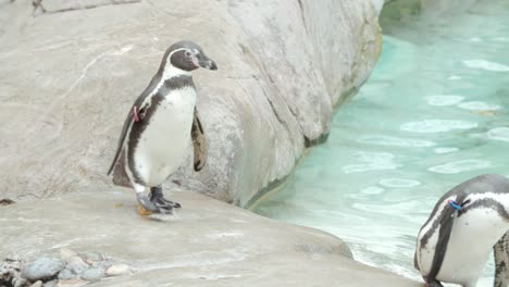 -Clip-En-Cámara-Lenta-De-Pingüinos-En-Un-Zoológico-Caminando-Sobre-Rocas