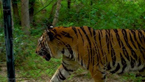 male tiger mammal feline with black stripes walking in captivity, cambodia zoo