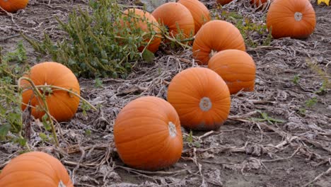 made shot of a group of orange pumpkins ready to be harvest