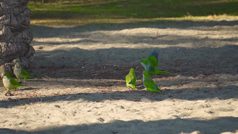 periquitos monje verdes buscando y luchando por comida a la sombra de las palmeras en españa, donde los loros se consideran un problema