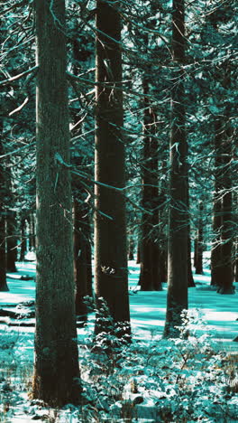 snowy forest