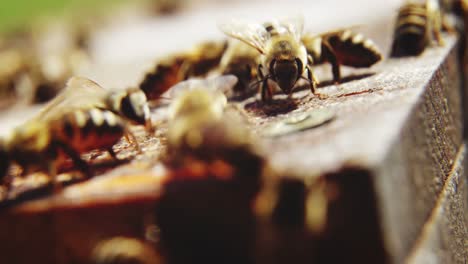 close-up of honey bee frames covered with bees