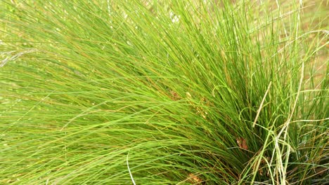 tall green grass sways gently in the wind under natural daylight, with a static camera capturing the serene outdoor lakeside environment in high resolution