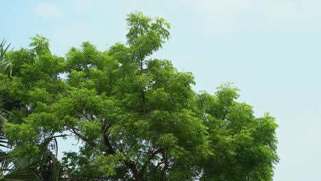 las hojas de neem o azadirachta indica son un ingrediente medicinal muy útil