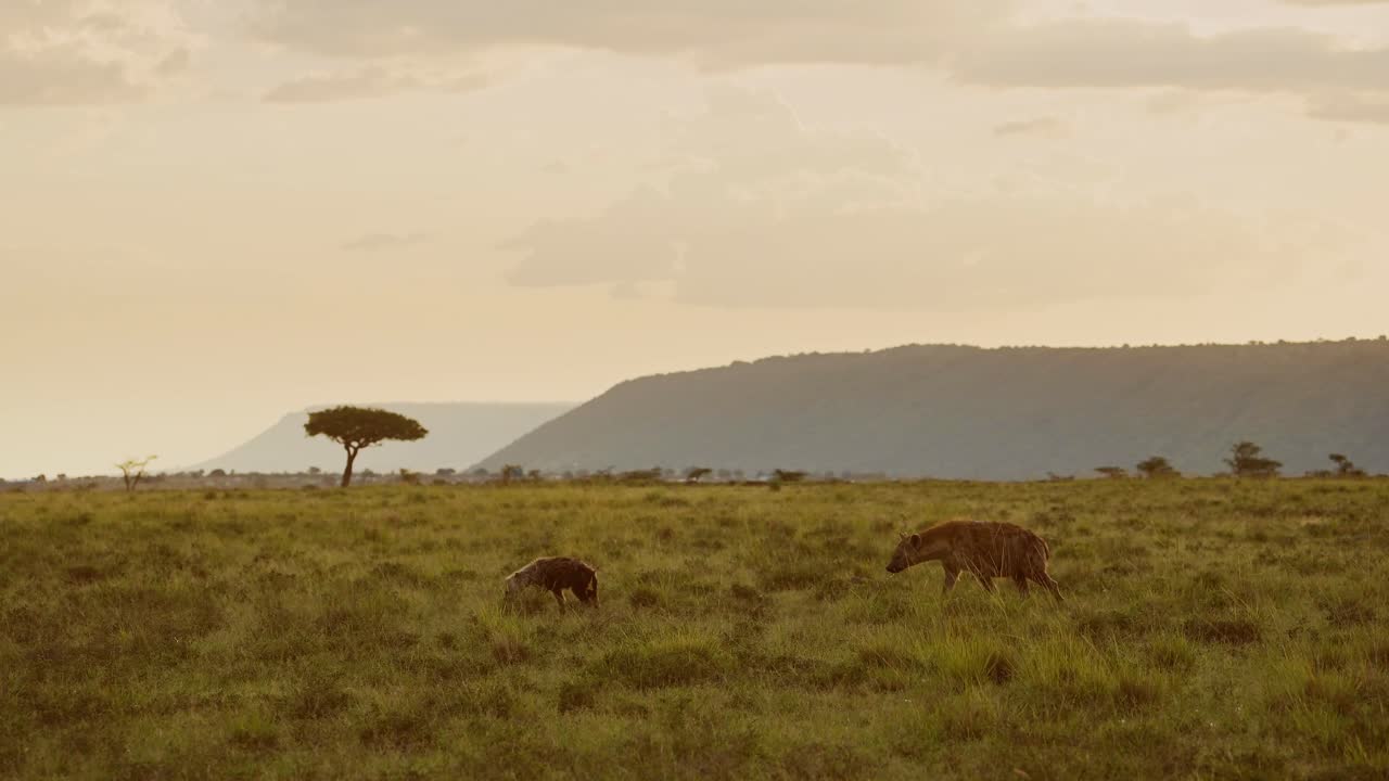 fotografía en cámara lenta de una hiena caminando por las llanuras de kenia con un árbol de acacia en el fondo, hermosa composición de la vida silvestre africana en la reserva nacional de maasai mara, kenia, áfrica animales de safari