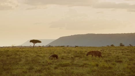 Slow-Motion-Shot-of-Hyena-walking-across-Kenyan-plains-with-acacia-tree-in-background,-beautiful-composition-of-African-Wildlife-in-Maasai-Mara-National-Reserve,-Kenya,-Africa-Safari-Animals