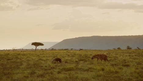 zwolnione zdjęcie hieny idącej przez równiny kenijskie z drzewem akacji w tle, piękna kompozycja afrykańskiej dzikiej przyrody w rezerwacie narodowym maasai mara w kenii, afryka zwierzęta safari